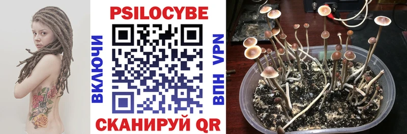 дарнет шоп  Сургут  Псилоцибиновые грибы Magic Shrooms 
